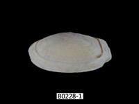 藏品(截形紫雲蛤 )的圖片